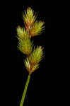 Broom sedge